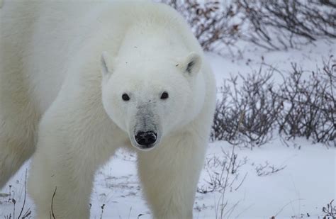 L’ours polaire pourrait.